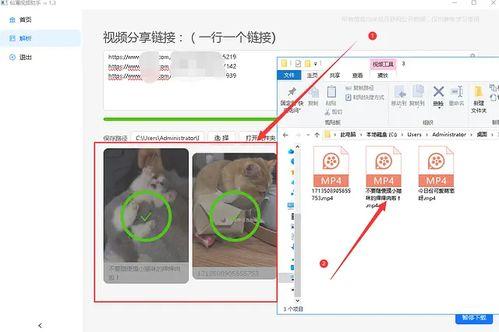 吃瓜娱乐素材视频无水印,无水印素材背后的娱乐真相