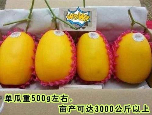 娱乐高质量吃瓜,明星们的“吃瓜”盛宴