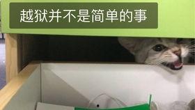 娱乐吃瓜酱猫妈妈视频下载,揭秘萌宠日常