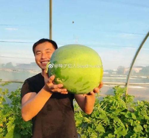 娱乐吃瓜酱百岁