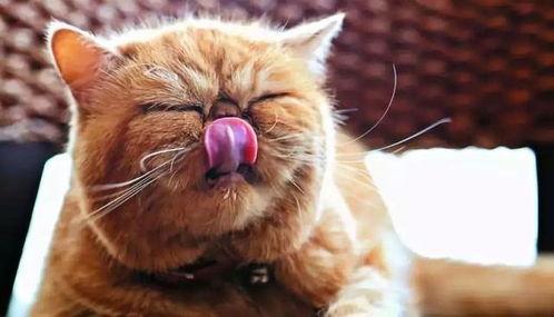 娱乐圈猫猫吃瓜图片,萌态十足揭秘明星幕后趣闻